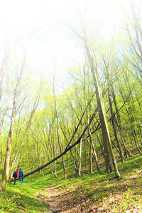 Trees on field in forest