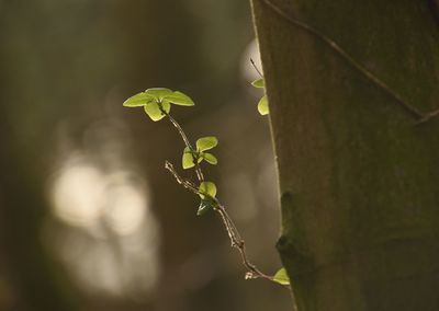 Close-up of tree trunk