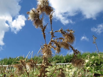 Low angle view of wildflowers growing on field