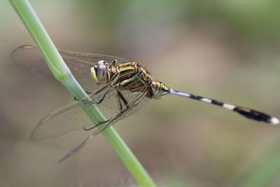 Close-up of damselfly on leaf
