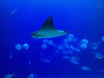 Close-up of fish swimming in sea