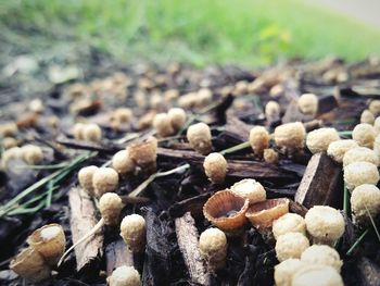 Close-up of mushrooms growing on field