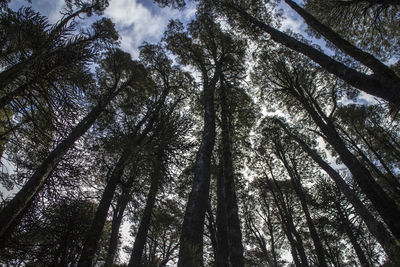 Low angle view of trees in forest