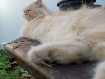 Close-up of cat sleeping