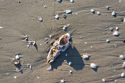 High angle view of birds on sand