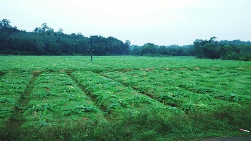 Scenic view of grassy field