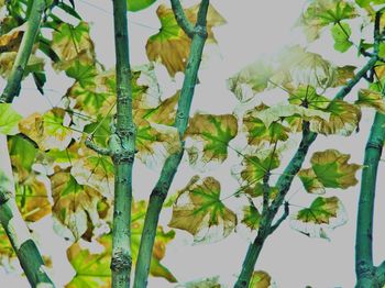 Plants growing on tree