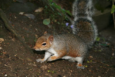 High angle view of squirrel on field