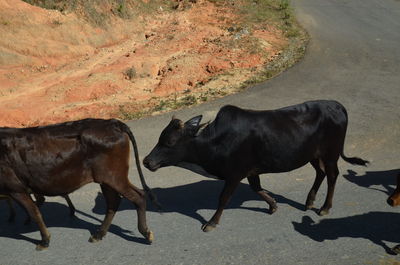 High angle view of cow on road