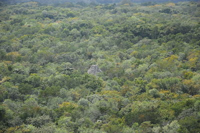 High angle view of trees in forest