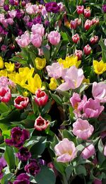 Close-up of pink flowers blooming outdoors