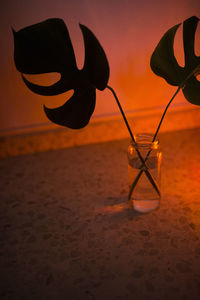 Close-up of silhouette leaves in bottle against wall