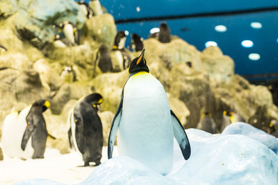 View of birds in sea during winter