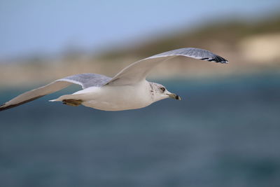 Close-up of seagull flying