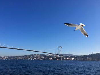 Seagulls flying over bay against sky