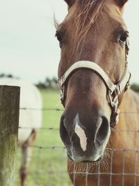 Close-up of horse against sky