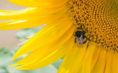Close-up of honey bee pollinating on sunflower