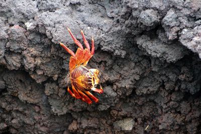 Crabs on textured rock