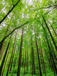 Low angle view of bamboo trees in forest