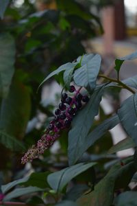 Close-up of berries on plant