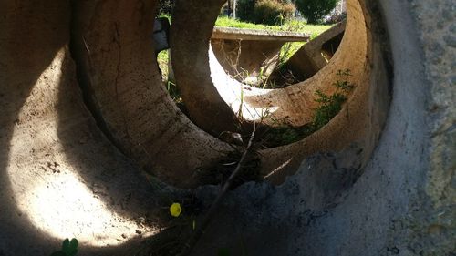 Close-up high angle view of tree