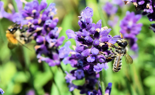 Close-up of bee pollinating on lavender