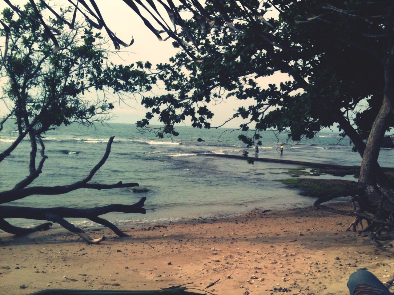 beach, sand, tree, shore, tranquility, sea, water, tranquil scene, shadow, nature, sunlight, scenics, beauty in nature, leisure activity, sky, day, horizon over water, outdoors