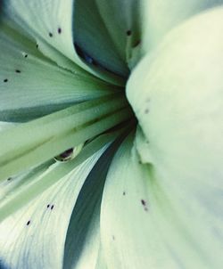 Macro shot of white flower