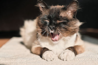 Close-up of a cat looking away