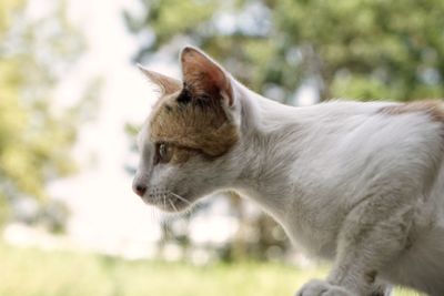 Close-up of a cat looking away