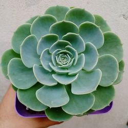 Close-up of succulent plant
