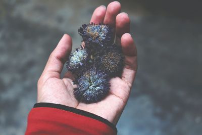 Cropped hand holding dried blue flowers