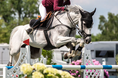 Horse jumping, equestrian sports, show jumping competition themed photograph.