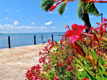 Flowering plants by sea against sky