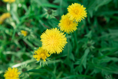 Close-up of yellow flowering plant on field