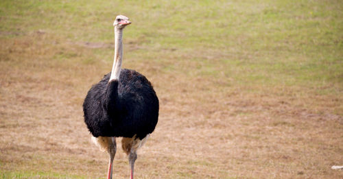 Bird standing in a field