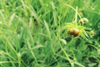 Close-up of flowers blooming in field