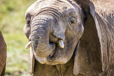 Close-up of a horse