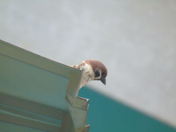 Close-up of bird perching on wood against wall