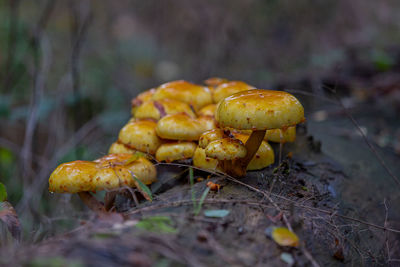 Close-up of mushroom growing on field