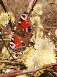 Close-up of butterfly pollinating on flower