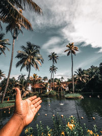 Cropped image of hand holding palm tree against sky