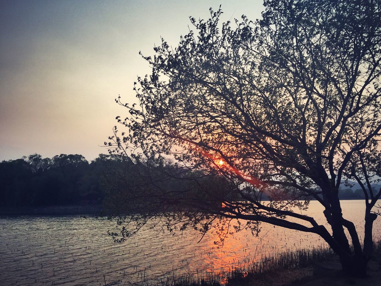 tree, sunset, silhouette, bare tree, tranquility, tranquil scene, water, scenics, branch, beauty in nature, sky, nature, lake, clear sky, idyllic, river, landscape, dusk, outdoors, non-urban scene