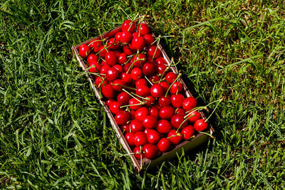 High angle view of strawberries on plant in field