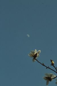 Close-up of frangipani blooming against clear blue sky