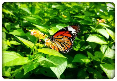 Close-up of butterfly on plant