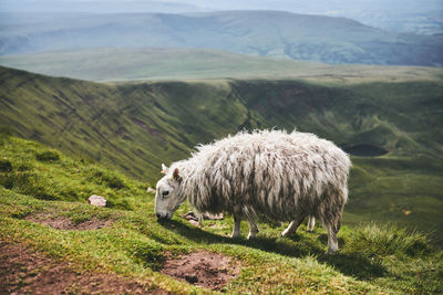 View of a sheep on landscape in wales