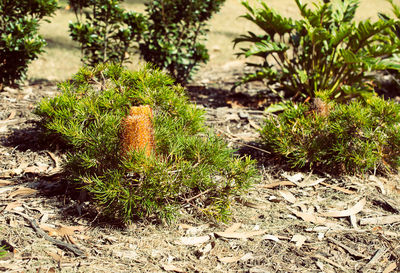 Close-up of cactus growing on field