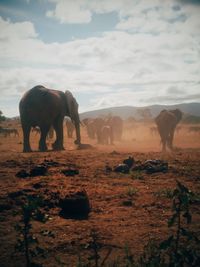 Safari, kenya, elephants 