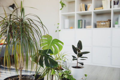 Collection of various tropical green plants in different pots. modern living room indoor